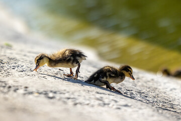 Ducklings walk along the shore