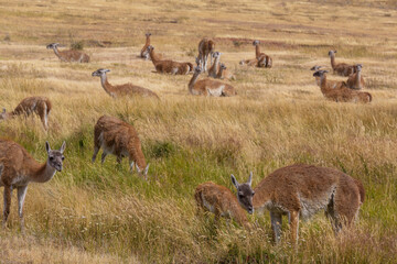 Guanaco