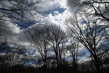 Wide-angle photograph of large trees in the early spring season. 