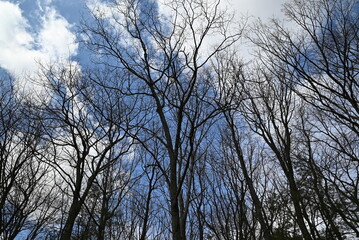 Wide-angle photograph of large trees in the early spring season. 