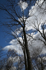 Tall, majestic tree with a beautiful sky in the background.