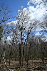 Obraz premium A beautiful forest in the early spring season. 