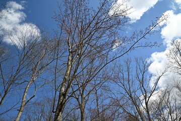 Massive trees and a brilliant, blue sky
