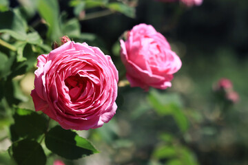 Blooming pink rose, flowers close-up. Flowers in a park or garden. Gardening. Growing roses. Beautiful pink flowers, natural background. Shrub roses in full bloom. Idea for cards and invitations