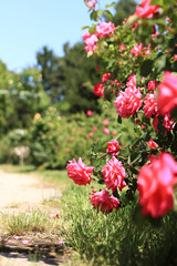 Blooming pink rose, flowers close-up. Flowers in a park or garden. Gardening. Growing roses. Beautiful pink flowers, natural background. Shrub roses in full bloom. Idea for cards and invitations