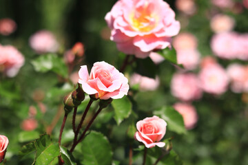 Blooming pink rose, flowers close-up. Flowers in a park or garden. Gardening. Growing roses. Beautiful pink flowers, natural background. Shrub roses in full bloom. Idea for cards and invitations