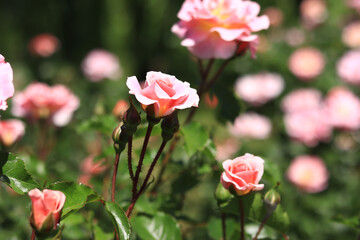 Fototapeta premium Blooming pink rose, flowers close-up. Flowers in a park or garden. Gardening. Growing roses. Beautiful pink flowers, natural background. Shrub roses in full bloom. Idea for cards and invitations