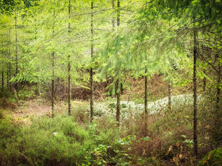 Woodland saplings in the forest cornwall uk 