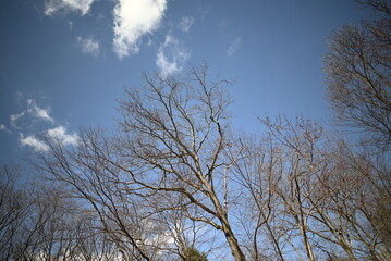 Wide angle photograph of a majestic tree and a warm, bright sky.