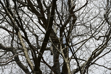 Photograph of a large branches from a very large tree with a gloomy sky in the background.