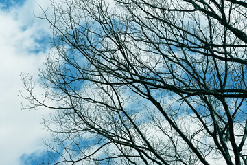 Branches from a very large tree taken against a blue sky with majestic clouds.