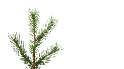 Plant leaf tree pine