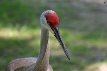 Sand hill crane bird head beak close up
