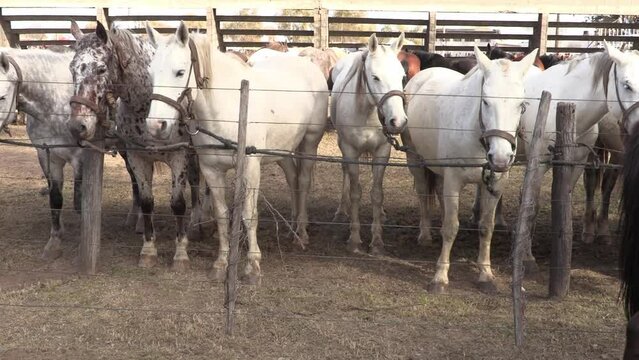 
Herd of white horses tied in a corral in a row. Group of horses with their bridles. Argentine horses. Herd of horses for gaucho dressage.