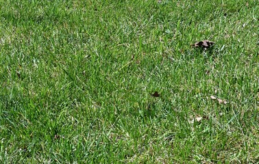 Mowed grass on a sunny and hot day in the early spring season.
