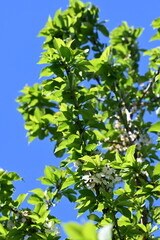 Leaves blossoming on a Cherry tree in the early spring season.