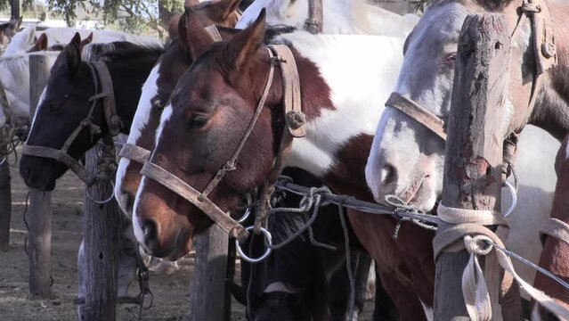  Argentine horses. Herd of horses for gaucho dressage. Closeup herd of horses tied in a corral in a row. Group of horses with their bridles. 