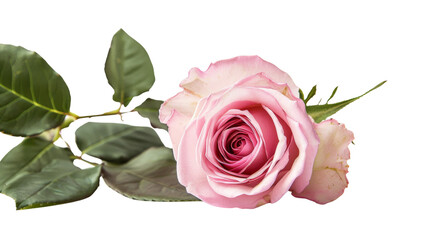Naklejka premium Pink rose