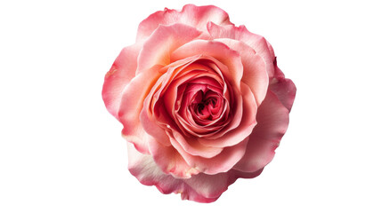 Pink rose