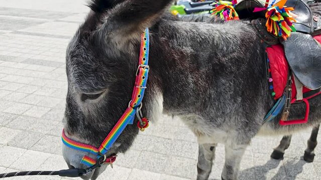 Sad donkey for children to ride