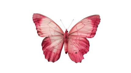 Pink butterfly