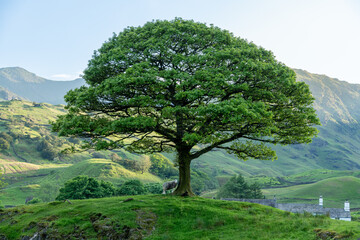 Fototapeta premium A sheep and Lamb sheltering under a tree at sunset
