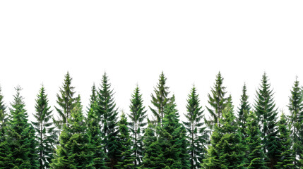 Obraz premium Pine forest border, nature aesthetic 