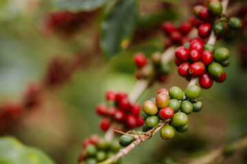 organic arabica coffee with farmer harvest in farm.harvesting Robusta and arabica  coffee berries by agriculturist hands,Worker Harvest arabica coffee berries on its branch, harvest concept.