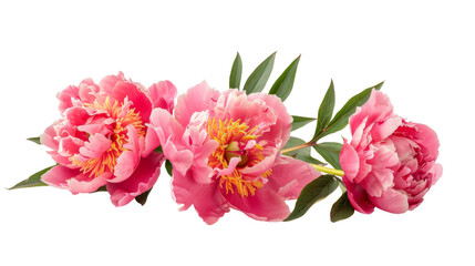Peony floral,  border flower