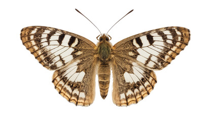 Scientific Moth Drawing 