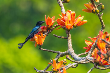 Hair-crested Drongo on the Red Cotton flower tree.