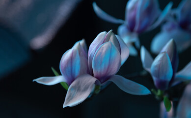 magnolia flowers close up in blue colors © Maya Kruchancova