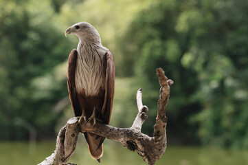 Bird of prey, red-tailed hawk. When hunting, the bird sits on the branch of a tropical forest in Asia.