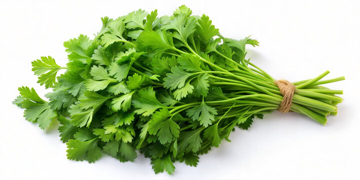 Fresh Cilantro popular vegetable rich in various nutrients