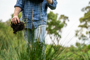 regenerative organic farmer, taking soil samples and looking at plant growth in a farm. practicing sustainable agriculture