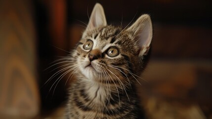 Obraz premium Scottish straight kitten gazes elsewhere in its home Tabby kitten Close up