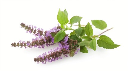 Thai Basil flower patchouli plant isolated white background