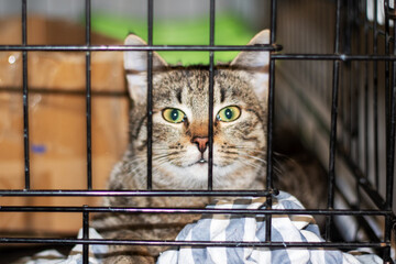 A Felidae with whiskers peers through mesh in a pet supply cage