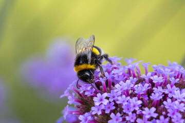 Bumble Bee In A Flower