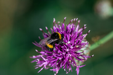 Bumble Bee In A Flower