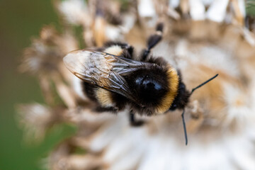 Bumble Bee In A Flower