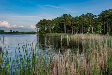 Early Evening at Blackwater National Wildlife Refuge, Maryland USA