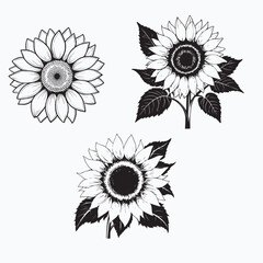 sunflowers vector image