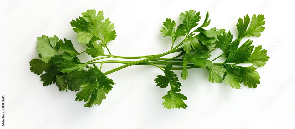 Poster top view parsley two bunches of fresh green parsley leaves on a white background place for your text