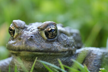 Closeup on an adult Western toad, Anaxyrus or Bufo boreas sitting on the grass