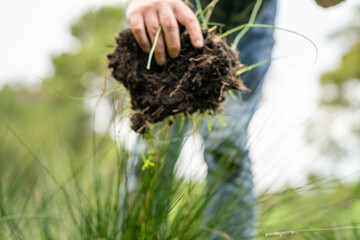regenerative organic farmer, taking soil samples and looking at plant growth in a farm. practicing sustainable agriculture.