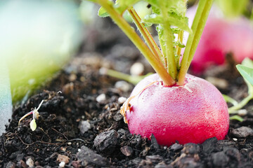 Vibrant organic gardening: Fresh radishes grow out of the rich soil.