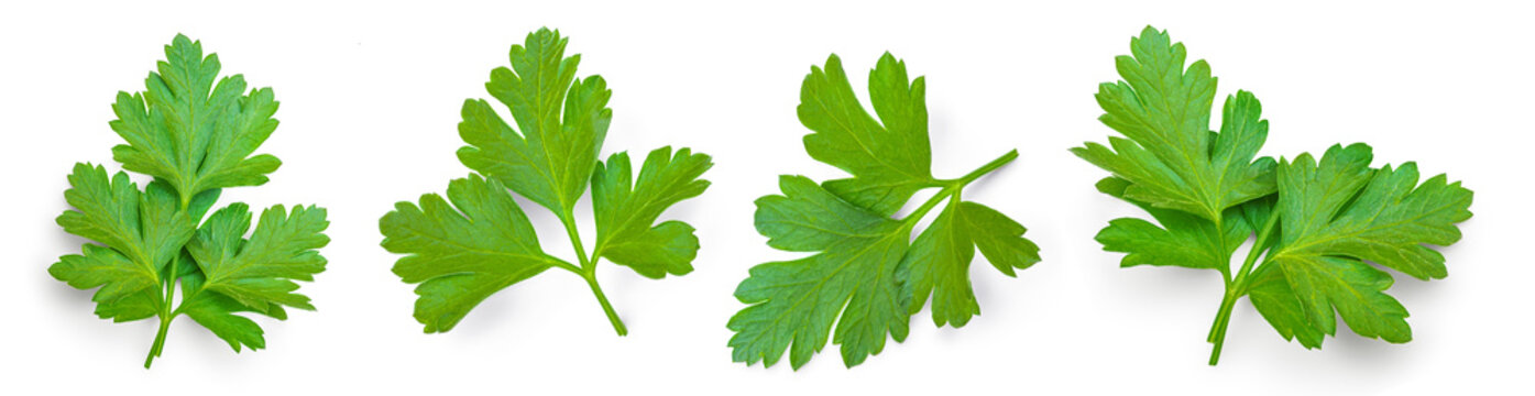Fresh parsley leaf. Set of  Parsley leaf isolated on white. Cilantro leaves, green parsley Collection. Flat lay. Pattern