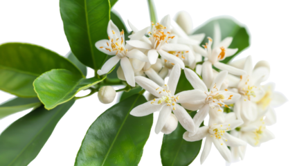 Neroli blossom, orange tree white flowers and buds bunch