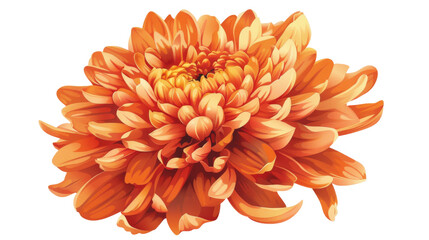 Orange chrysanthemum